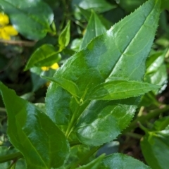 Goodenia ovata at Watson Green Space - 26 Jan 2024