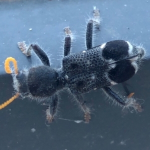 Trogodendron fasciculatum at Harrison, ACT - 27 Jan 2024