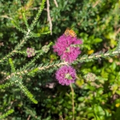 Melaleuca sp. (A Melaleuca) at Watson, ACT - 26 Jan 2024 by AniseStar