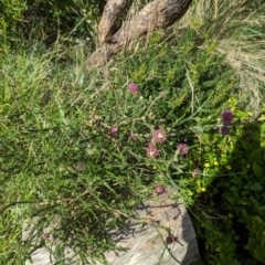 Melaleuca sp. at Watson Green Space - 26 Jan 2024 04:57 PM