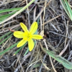 Tricoryne elatior (Yellow Rush Lily) at Lyons, ACT - 26 Nov 2023 by RobynS
