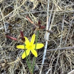 Tricoryne elatior at Oakey Hill - 26 Nov 2023