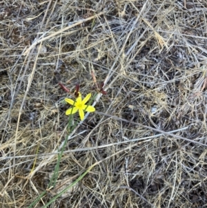 Tricoryne elatior at Oakey Hill - 26 Nov 2023 12:00 PM