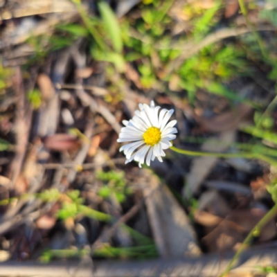 Brachyscome aculeata (Hill Daisy) at Jerangle, NSW - 27 Jan 2024 by Csteele4