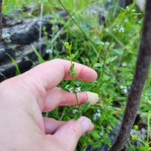 Mentha satureioides at Jerangle, NSW - 27 Jan 2024