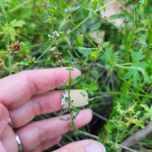 Mentha satureioides at Jerangle, NSW - 27 Jan 2024