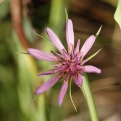 Tragopogon porrifolius subsp. porrifolius (Salsify, Oyster Plant) at Watson, ACT - 27 Jan 2024 by AniseStar