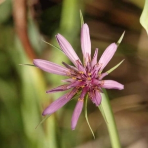 Tragopogon porrifolius subsp. porrifolius at Watson Green Space - 27 Jan 2024 10:47 PM