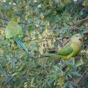 Polytelis swainsonii at Watson Green Space - 27 Jan 2024