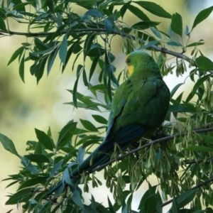 Polytelis swainsonii at Watson Green Space - 27 Jan 2024