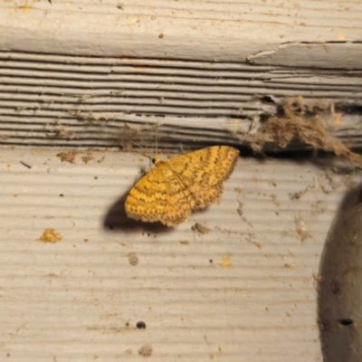 Scopula rubraria (Reddish Wave, Plantain Moth) at Captains Flat, NSW - 27 Jan 2024 by Csteele4