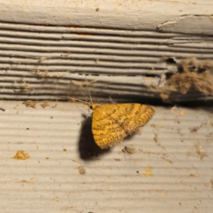 Scopula rubraria at QPRC LGA - 27 Jan 2024