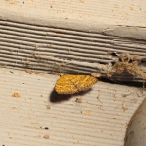 Scopula rubraria at QPRC LGA - 27 Jan 2024