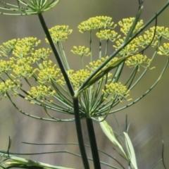 Foeniculum vulgare (Fennel) at Symonston, ACT - 27 Jan 2024 by RodDeb