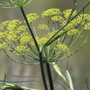 Foeniculum vulgare at Symonston, ACT - 27 Jan 2024 12:08 PM