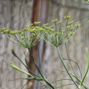 Foeniculum vulgare at Symonston, ACT - 27 Jan 2024 12:08 PM