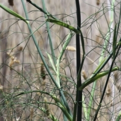 Foeniculum vulgare at Symonston, ACT - 27 Jan 2024 12:08 PM