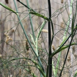 Foeniculum vulgare at Symonston, ACT - 27 Jan 2024