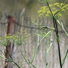 Foeniculum vulgare at Symonston, ACT - 27 Jan 2024 12:08 PM