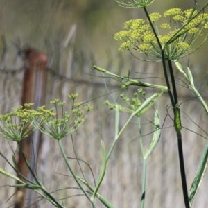 Foeniculum vulgare at Symonston, ACT - 27 Jan 2024 12:08 PM