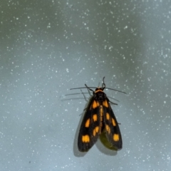 Asura cervicalis (Spotted Lichen Moth) at Penrose, NSW - 24 Jan 2024 by Aussiegall