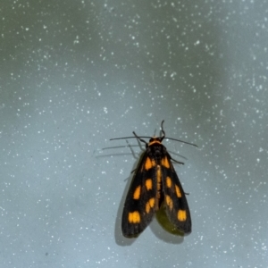 Asura cervicalis at Wingecarribee Local Government Area - suppressed