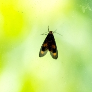 Asura cervicalis at Wingecarribee Local Government Area - 24 Jan 2024