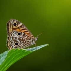 Geitoneura acantha (Ringed Xenica) at Penrose - 24 Jan 2024 by Aussiegall