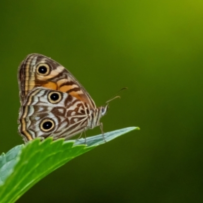 Geitoneura acantha (Ringed Xenica) at Penrose - 25 Jan 2024 by Aussiegall