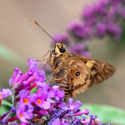 Trapezites symmomus (Splendid Ochre) at Penrose - 25 Jan 2024 by Aussiegall