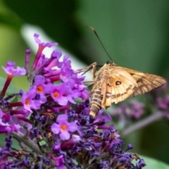 Trapezites symmomus at Penrose - suppressed