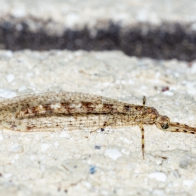 Unidentified Antlion (Myrmeleontidae) at Penrose - 27 Jan 2024 by Aussiegall