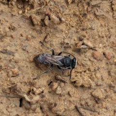 Unidentified Robber fly (Asilidae) at Watson, ACT - 26 Jan 2024 by AniseStar