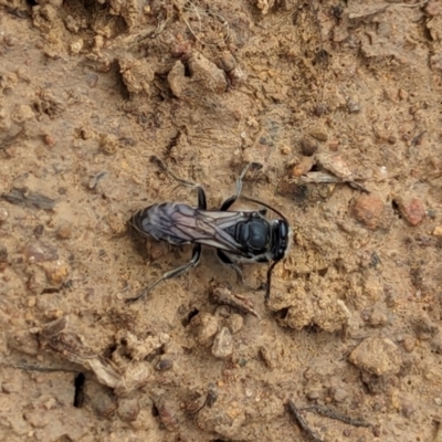 Sphecidae or Crabronidae (families) (Unidentified sand wasp) at Watson Green Space - 26 Jan 2024 by AniseStar