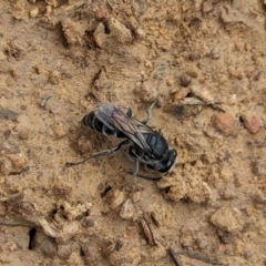 Sphecidae or Crabronidae (families) at Watson Green Space - 26 Jan 2024