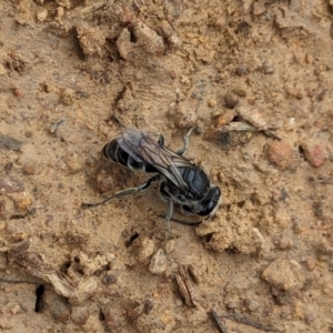 Sphecidae or Crabronidae (families) at Watson Green Space - 26 Jan 2024 12:44 PM