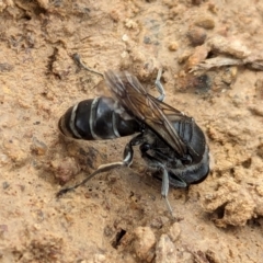 Sphecidae or Crabronidae (families) at Watson Green Space - 26 Jan 2024 12:44 PM