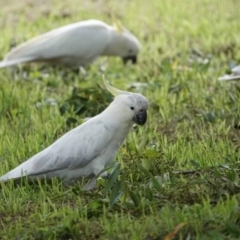 Cacatua galerita (Sulphur-crested Cockatoo) at Watson, ACT - 28 Jan 2024 by AniseStar