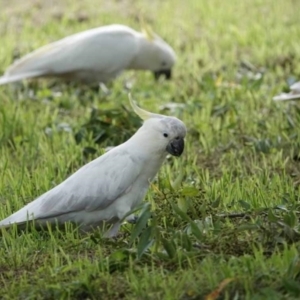 Cacatua galerita at Watson Green Space - 28 Jan 2024