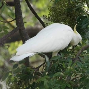 Cacatua galerita at Watson Green Space - 28 Jan 2024