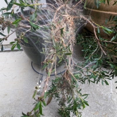 Orthaga thyrisalis (Teatree Web Moth) at Franklin, ACT - 28 Jan 2024 by chriselidie