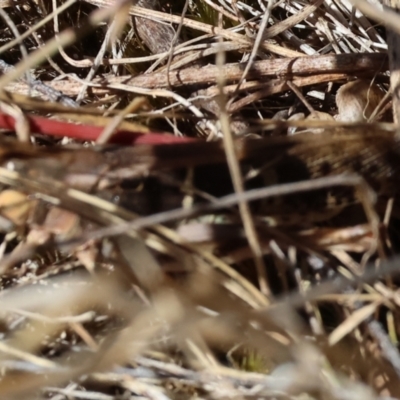 Gastrimargus musicus (Yellow-winged Locust or Grasshopper) at Nail Can Hill - 26 Jan 2024 by KylieWaldon