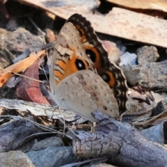 Junonia villida (Meadow Argus) at Albury - 26 Jan 2024 by KylieWaldon