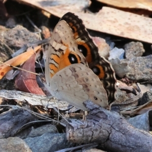 Junonia villida at Albury - 27 Jan 2024 09:31 AM