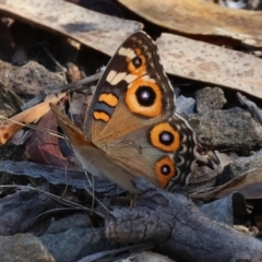 Junonia villida at Albury - 27 Jan 2024 09:31 AM