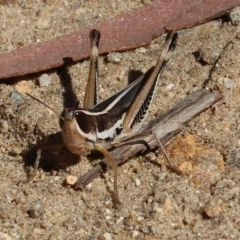 Macrotona sp. (genus) (Macrotona grasshopper) at West Albury, NSW - 26 Jan 2024 by KylieWaldon