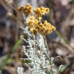 Chrysocephalum semipapposum (Clustered Everlasting) at Nail Can Hill - 27 Jan 2024 by KylieWaldon