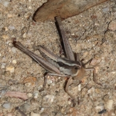 Macrotona sp. (genus) (Macrotona grasshopper) at Nail Can Hill - 26 Jan 2024 by KylieWaldon