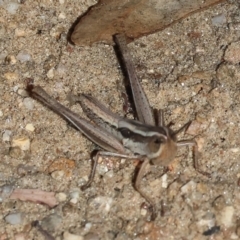 Macrotona sp. (genus) (Macrotona grasshopper) at West Albury, NSW - 26 Jan 2024 by KylieWaldon