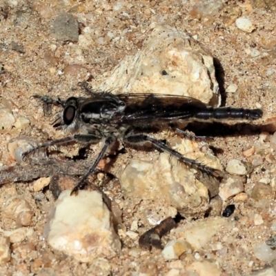 Unidentified Robber fly (Asilidae) at Nail Can Hill - 26 Jan 2024 by KylieWaldon